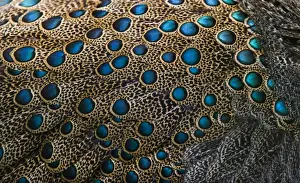 Feathers Prints: Plumage detail of Malaysian Peacock Pheasant Polyplectron malacense captive