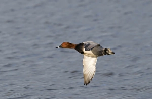 Pochard Aythya ferina Glos UK winter