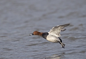Duck Prints: Pochard Aythya ferina Glos UK winter