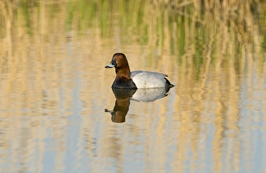 Duck Prints: Pochard Aythya ferina male Cley April