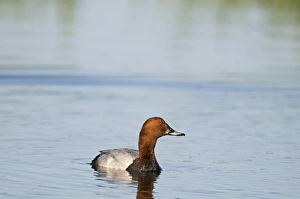 Cley Prints: Pochard Aythya ferina male Cley Norfolk May