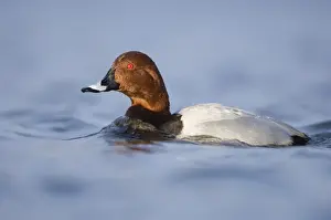 Pochard Aythya ferina male Northumberland UK winter