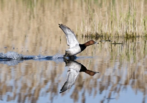 Pochard Aythya ferina taking off Norfolk April