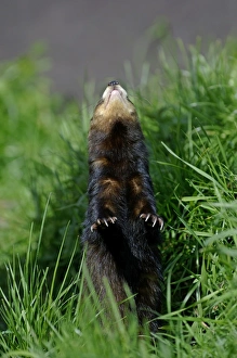 Prints of Polecat looking up at bird in tree captive May Images Dated 2009 December: Polecat looking up at bird in tree captive May