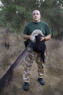 police Officer Christakis dismantles illegally erected mist nets in olive grove in police Officer Christakis dismantles illegally erected mist nets in olive grove in