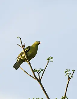 Philippines Prints: Pompadour Green-Pigeon Treron pompadora Subic Luzon Philippines