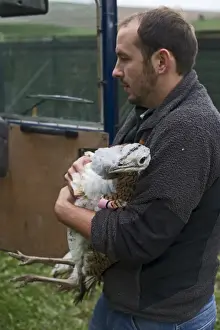 Preparing to release a Great Bustard Otis tarda on to Salisbury Plain Wilts Septe 2010