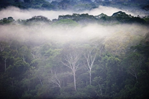 Primary lowland tropical rainforest at dawn Tambopata Amazon Peru Primary lowland tropical rainforest at dawn Tambopata Amazon Peru