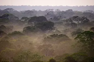 : Primary lowland tropical rainforest at dawn Tambopata Amazon Peru