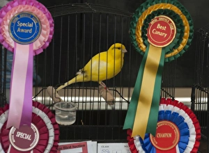 Prints of Prize winning Canary Norfolk Show Norwich Norfolk Images Dated 2008 June: Prize winning Canary Norfolk Show Norwich Norfolk