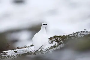 Lagopus Mutus Prints: Ptarmigan Lagopus mutus female Cairngorm National Park Scotland January