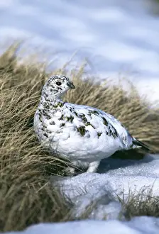 Ptarmigan, Lagopus mutus, female moulting from winter plumage, Cairngorm, Scotland, April