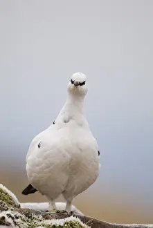 Ptarmigan Lagopus mutus female Scottish Highlands winter