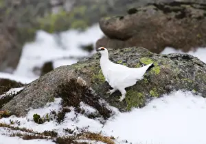 Lagopus Mutus Prints: Ptarmigan Lagopus mutus male Cairngorm National Park Scotland January