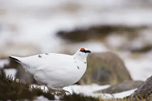 Lagopus Mutus Prints: Ptarmigan Lagopus mutus male Scottish Highlands winter