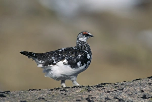 Ptarmigan Lagopus mutus moulting male in spring (April) Scotland Ptarmigan Lagopus mutus moulting male in spring (April) Scotland