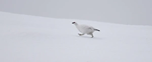 Ptarmigan Lagopus mutus Scottish Highlands winter