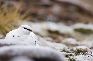 Cairn Gorm Prints: Ptarmigan Lagopus mutus Scottish Highlands winter