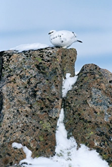 Ptarmigan in winter Cairngorm Plateau Scottish Highlands January Ptarmigan in winter Cairngorm Plateau Scottish Highlands January