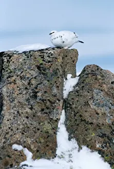 Gamebird Prints: Ptarmigan in winter Cairngorm Plateau Scottish Highlands January
