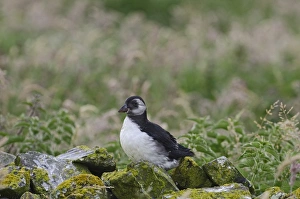 Puffin Fratercula arctic fledgling Inner Farne Northumberland summer Puffin Fratercula arctic fledgling Inner Farne Northumberland summer