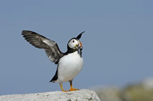 Puffin Fratercula arctica Inner Farne Farne Islands Northumberland July