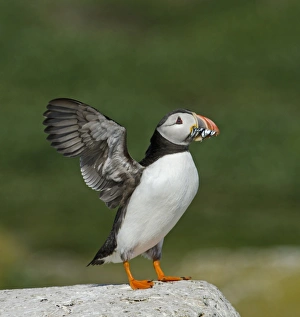 Puffin Fratercula arctica Inner Farne Farne Islands Northumberland July