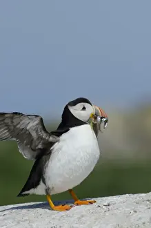 Puffin Fratercula arctica with beak full of sand eels Inner Farne Farne Islands Northumberland