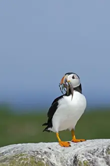 Puffin Fratercula arctica with beak full of sand eels Inner Farne Farne Islands Northumberland