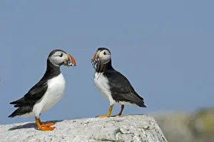 Puffin Fratercula arctica with beak full of sand eels Inner Farne Farne Islands Northumberland