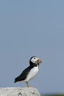 Puffin Fratercula arctica with beak full of sand eels Inner Farne Farne Islands Northumberland