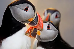 Shetland Prints: Puffin (Fratercula arctica) billing Shetland Scotland June