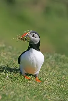 Puffin, Fratercula arctica, collecting nest material, Shetland, Scotland, June
