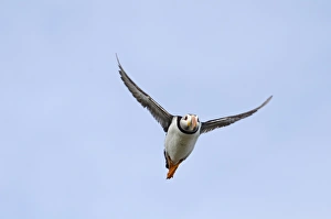Puffin Fratercula arctica Inner Farne Farne Islands Northumberland July