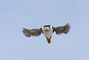 Puffin Fratercula arctica Inner Farne Farne Islands Northumberland July