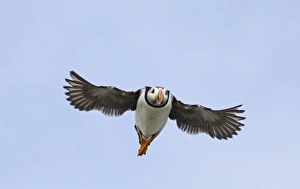 Puffin Fratercula arctica Inner Farne Farne Islands Northumberland July