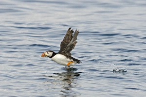 Puffin Fratercula arctica Inner Farne Farne Islands Northumberland July