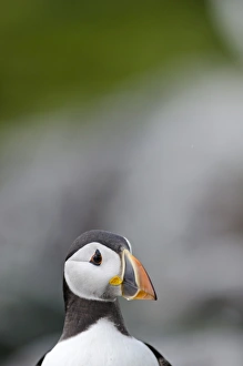 Puffin Fratercula arctica Inner Farne Farne Islands Northumberland July