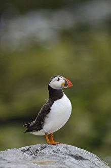 Puffin Fratercula arctica Inner Farne Farne Islands Northumberland July