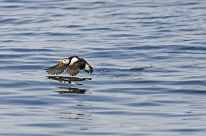 Puffin Fratercula arctica Inner Farne Farne Islands Northumberland July