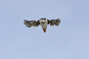 Puffin Fratercula arctica Farne Islands Northumberland July