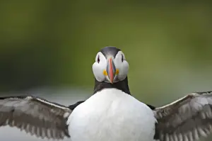 Puffin Fratercula arctica Farne Islands Northumberland July