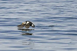 : Puffin Fratercula arctica Farne Islands Northumberland July