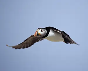 Fratercula Arctica Prints: Puffin Fratercula arctica Farne Islands Northumberland June
