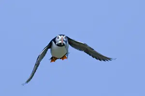 Fratercula Arctica Prints: Puffin Fratercula arctica with fish Northumberland UK July