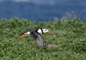 Puffin Fratercula arctica Inner Farne Farne Islands Northumberland July Puffin Fratercula arctica Inner Farne Farne Islands Northumberland July
