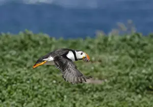 Fratercula Arctica Prints: Puffin Fratercula arctica Inner Farne Farne Islands Northumberland July