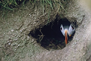 Puffin, Fratercula arctica, peering from nest burrow, Shetland, Scotland, June Puffin, Fratercula arctica, peering from nest burrow, Shetland, Scotland, June