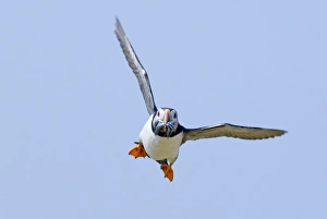 Puffin Fratercula arctica with sand eels Northumberland UK July Puffin Fratercula arctica with sand eels Northumberland UK July