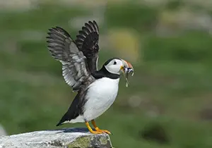 Fratercula Arctica Prints: Puffin Fratercula arctica with sand eels Farne Islands Northumberland July